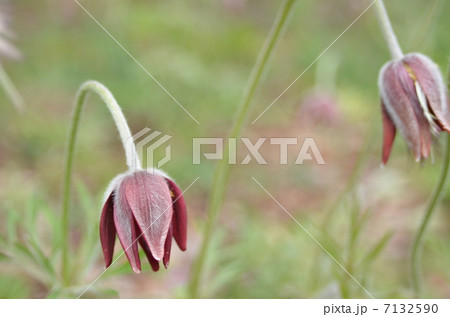 オキナグサ 7132590