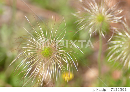 オキナグサ 7132591