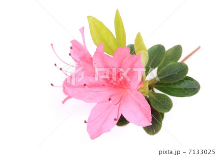 サツキ サツキ 7133025