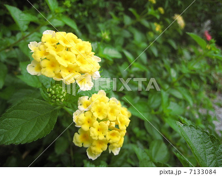 ランタナの花 7133084