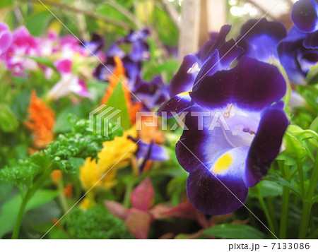 トレニアの花 7133086