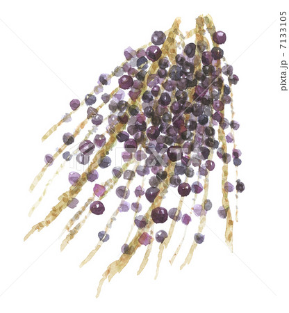 アサイーベリー アサイーベリー 7133105