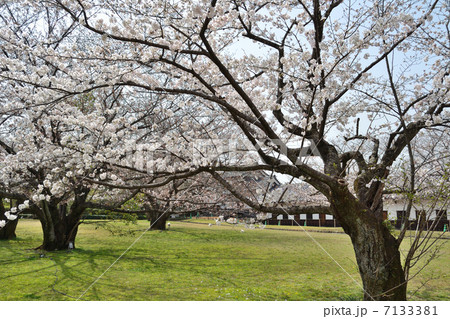 福岡城の桜 7133381