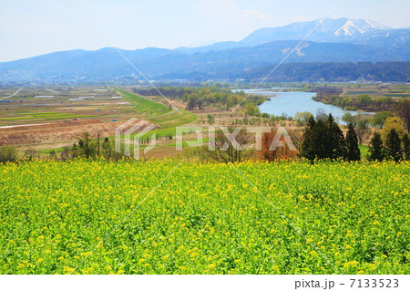 長野県飯山市の菜の花と千曲川 7133523