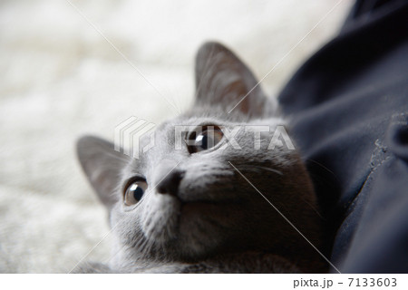 ロシアンブルー 7133603