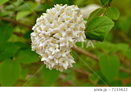 樹木・ビバーナム スイカズラ科 樹木・ビバーナム スイカズラ科 7133622