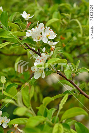 樹木・ズミ バラ科 樹木・ズミ バラ科 7133624
