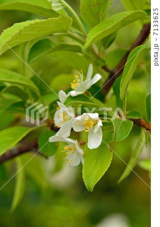 樹木・ズミ バラ科 樹木・ズミ バラ科 7133625
