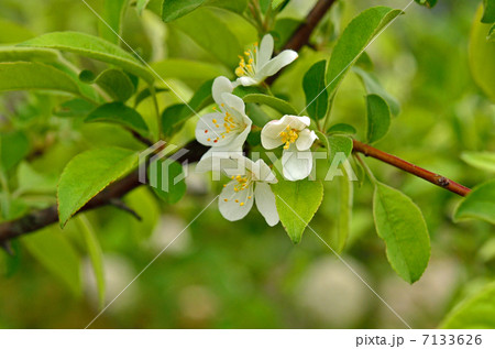 樹木・ズミ バラ科 樹木・ズミ バラ科 7133626