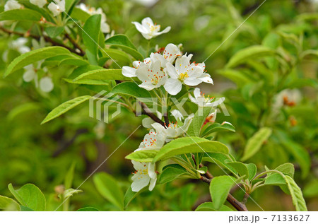 樹木・ズミ バラ科 樹木・ズミ バラ科 7133627