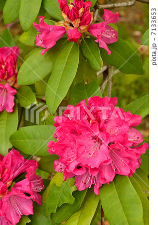 樹木・セイヨウシャクナゲ ツツジ科 樹木・セイヨウシャクナゲ ツツジ科 7133653