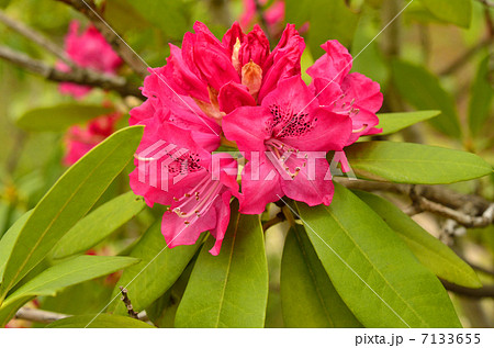 樹木・セイヨウシャクナゲ ツツジ科 樹木・セイヨウシャクナゲ ツツジ科 7133655