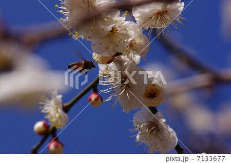 梅の花 7133677