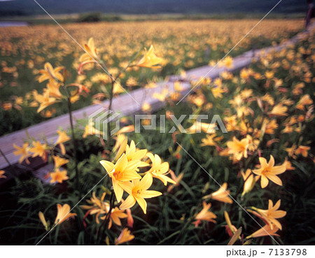 雄国沼のニッコウキスゲ 雄国沼のニッコウキスゲ 7133798