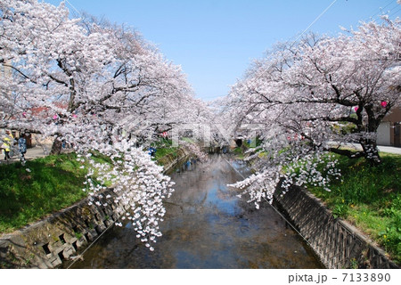愛知県岩倉市・五条川の桜 7133890