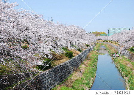愛知県名古屋市・山崎川の桜 7133912