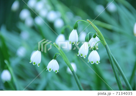 スノーフレーク 7134035