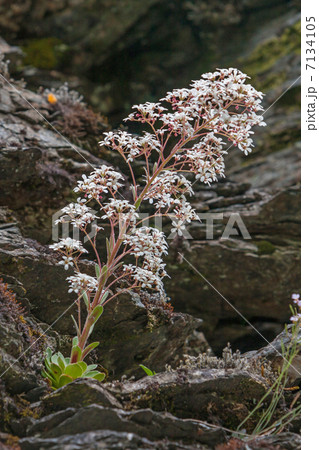 National flower of Norway (Saxifraga cotyledon) 7134105
