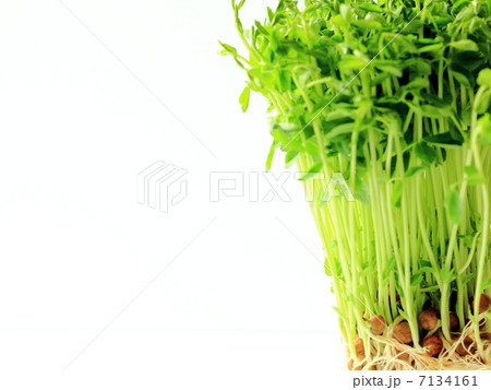 豆苗 7134161
