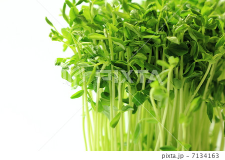 豆苗 7134163