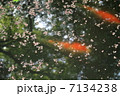 こい 7134238