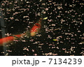 こい 7134239
