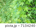山もみじ 7134240