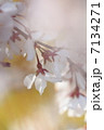 さくら 7134271