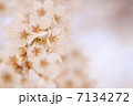 さくら 7134272