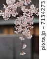 祇園のさくら 7134273