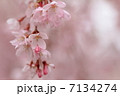 さくら 7134274