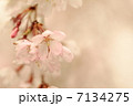さくら 7134275