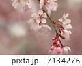 さくら 7134276