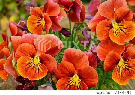 植物・パンジー　スミレ科 7134299