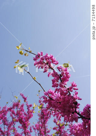 ハナズオウ　１ 7134498