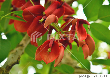 植物・マルバデイゴ　マメ科 7134511