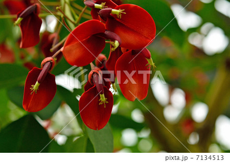 植物・マルバデイゴ　マメ科 7134513