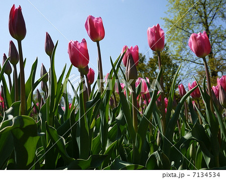 紫色のチューリップ 7134534