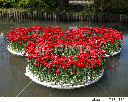 ミッキーマウス型の赤色のチューリップ ミッキーマウス型の赤色のチューリップ 7134535