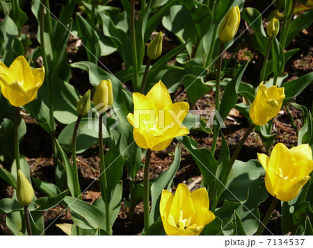 黄色いチューリップ 黄色いチューリップ 7134537