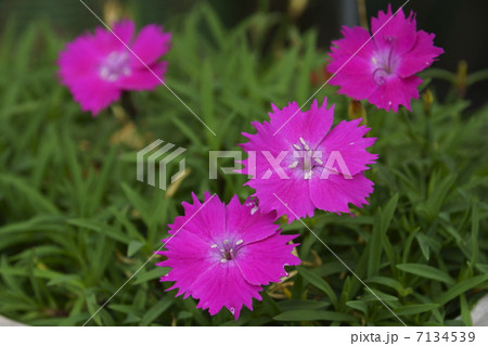 セキチク 7134539