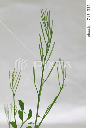 タネツケバナの実 7134556