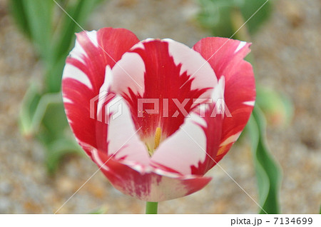 チューリップ 7134699