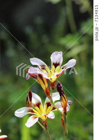 スパラキシス スパラキシス 7134915