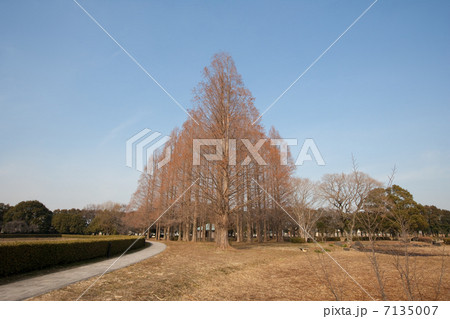 晩秋の並木 7135007