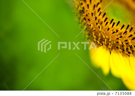 ひまわり 7135088