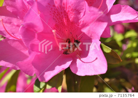 ツツジとミツバチ 2013 ツツジとミツバチ 2013 7135764