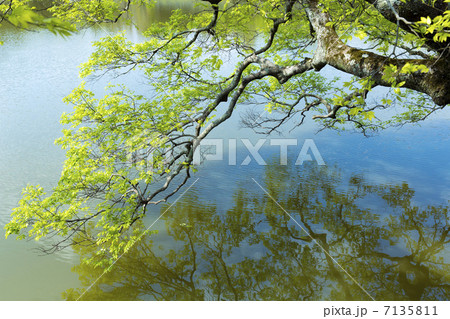 新緑と池 新緑と池 7135811