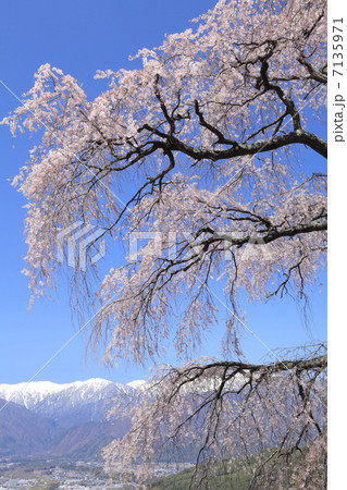 栖林寺の枝垂桜 栖林寺の枝垂桜 7135971