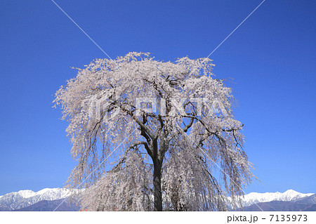城の腰しだれ桜 7135973